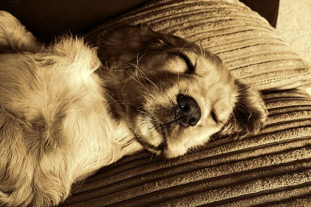 Wieviel Schlaf braucht ein Hund? » Welpenerziehunghundeerziehung.de