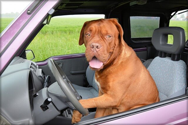 Bulldogge im Auto
