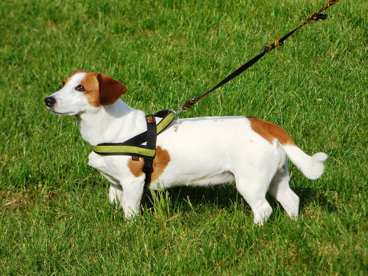 verstellbar Musonic Hundegeschirr inkl atmungsaktiv für kleine und mittelgroße Hunde Leine ideal für Training und Spaziergänge.