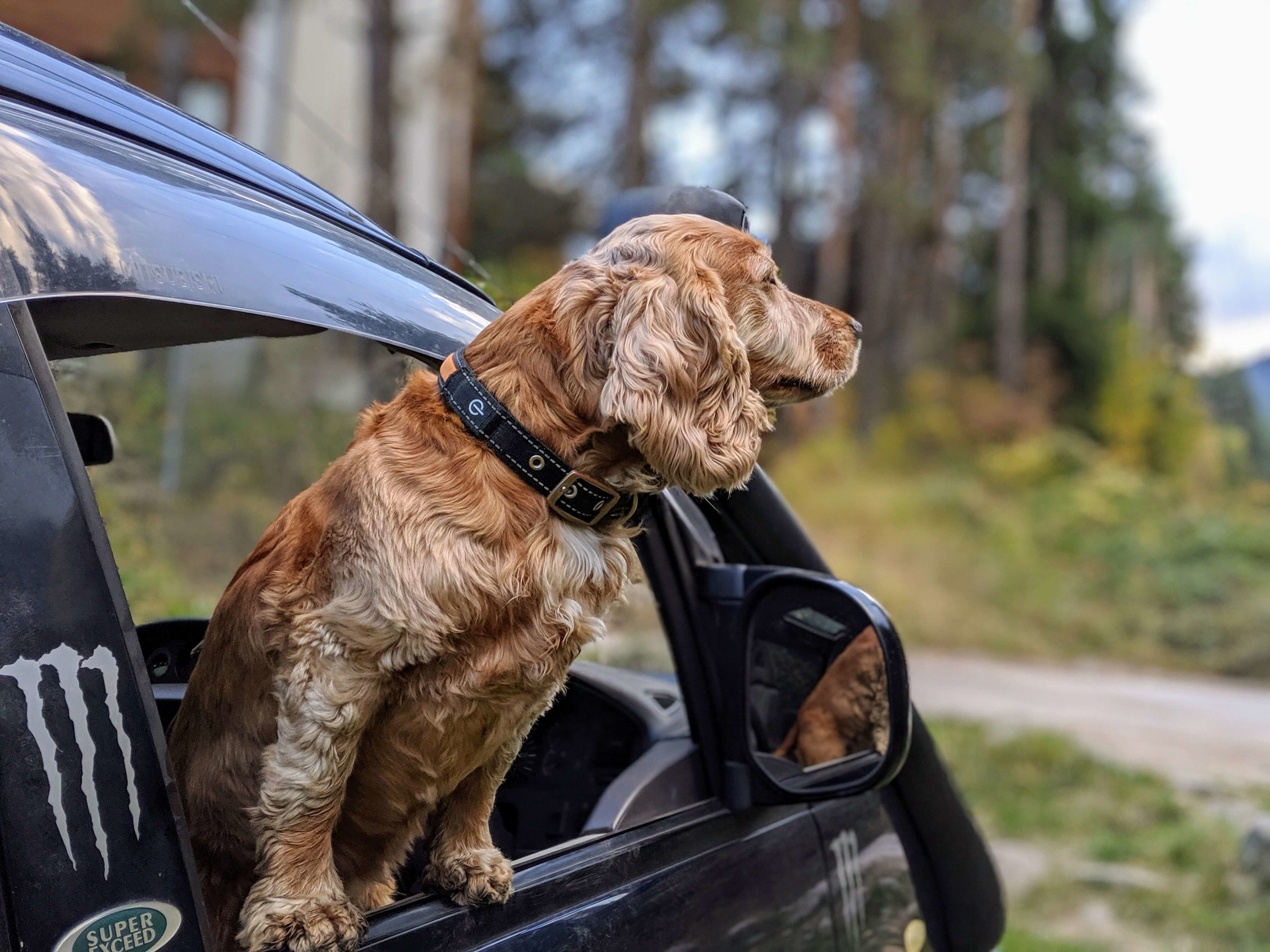 Autofahren mit Hunden so transportiert man seinen Hund sicher