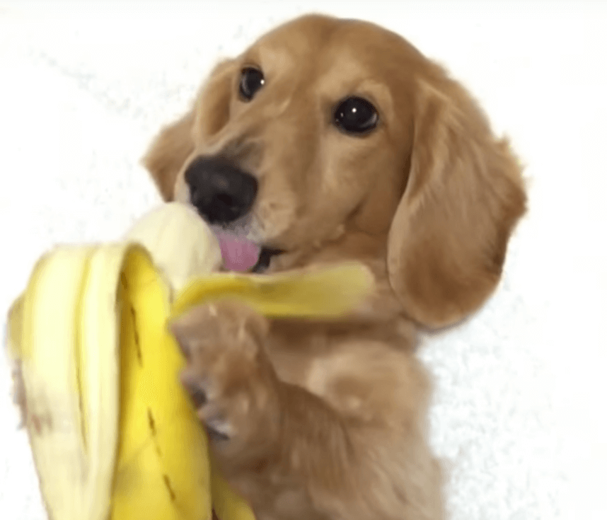 hund isst banane