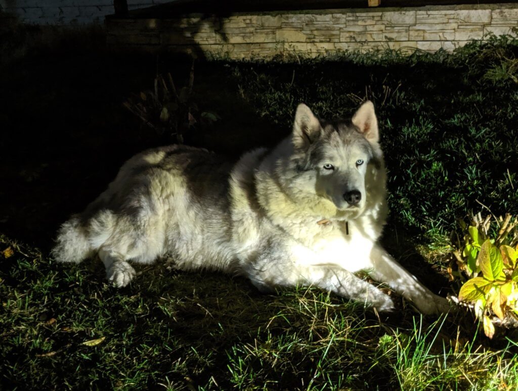 Welche Farben können Hunde sehen? Sind Hunde farbenblind?