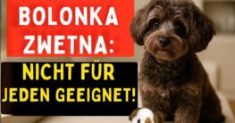 BOLONKA ZWETNA NICHT FÜR JEDEN GEEIGNET!