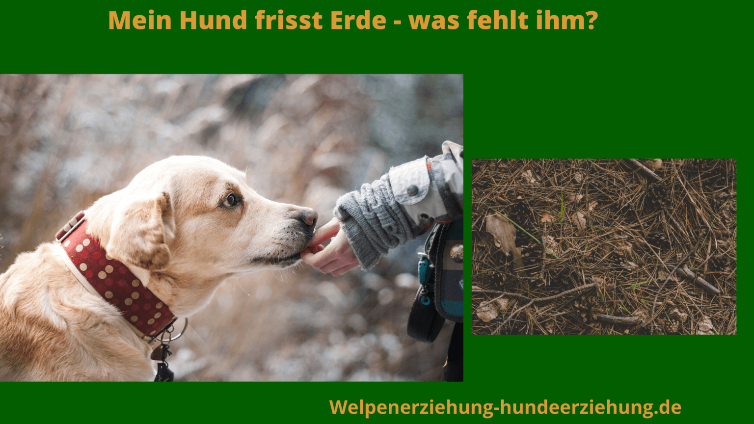 Hund frisst Erde die 7 häufigsten Ursachen + Behandlungstipps [NEU]