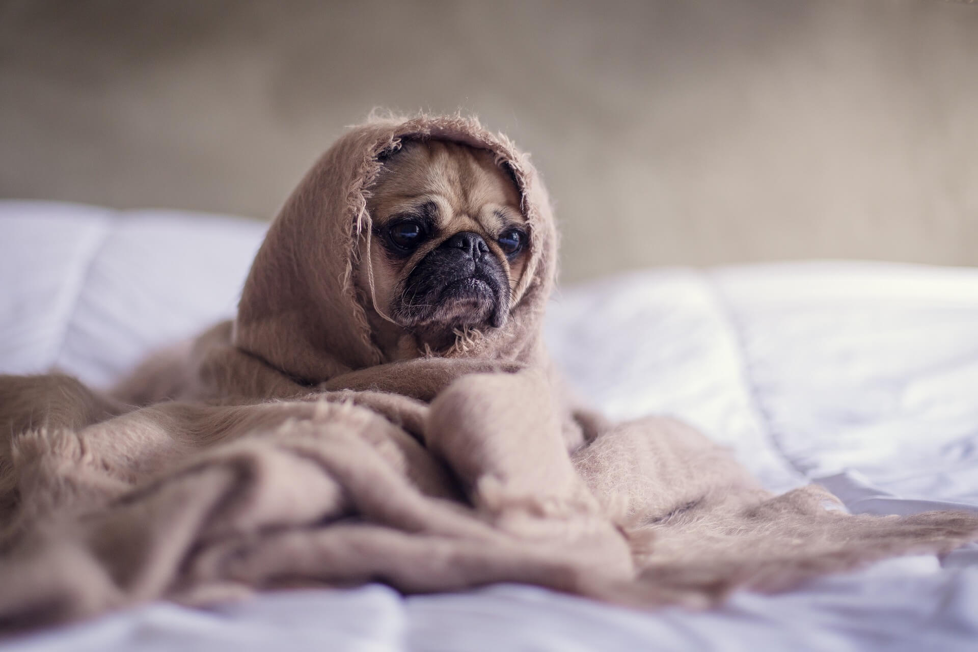 Mein Hund schläft im Bett Ist das schlimm? [Ratgeber + Videos]