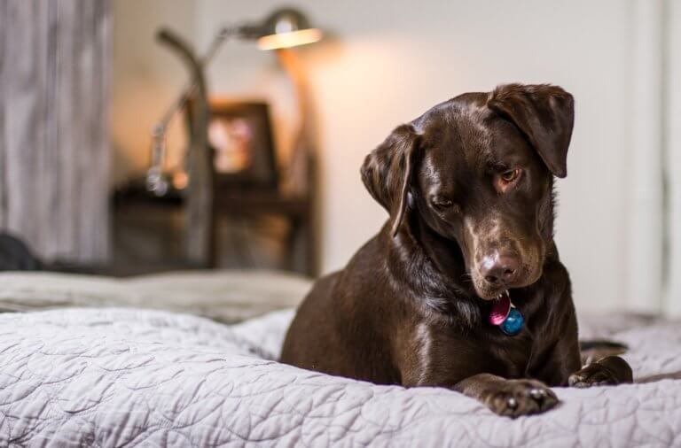 Mein Hund pinkelt ins Bett die 5 häufigsten Ursachen [+Tipps]