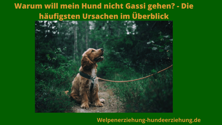 Hund Will Nicht Gassi Gehen Martin Rütter Mein Hund will nicht Gassi gehen die 17 häufigsten Ursachen im Überblick