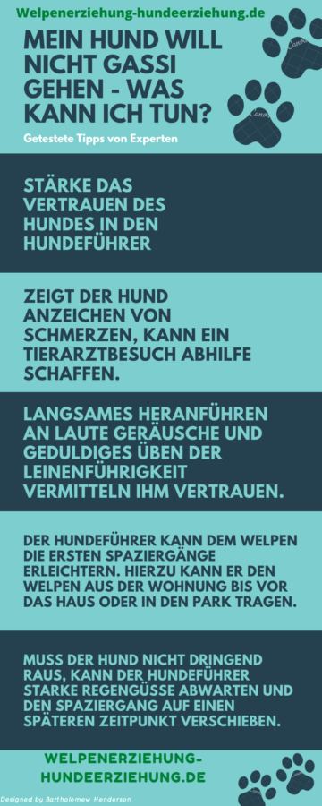 Mein Hund will nicht Gassi gehen die 17 häufigsten Ursachen im Überblick