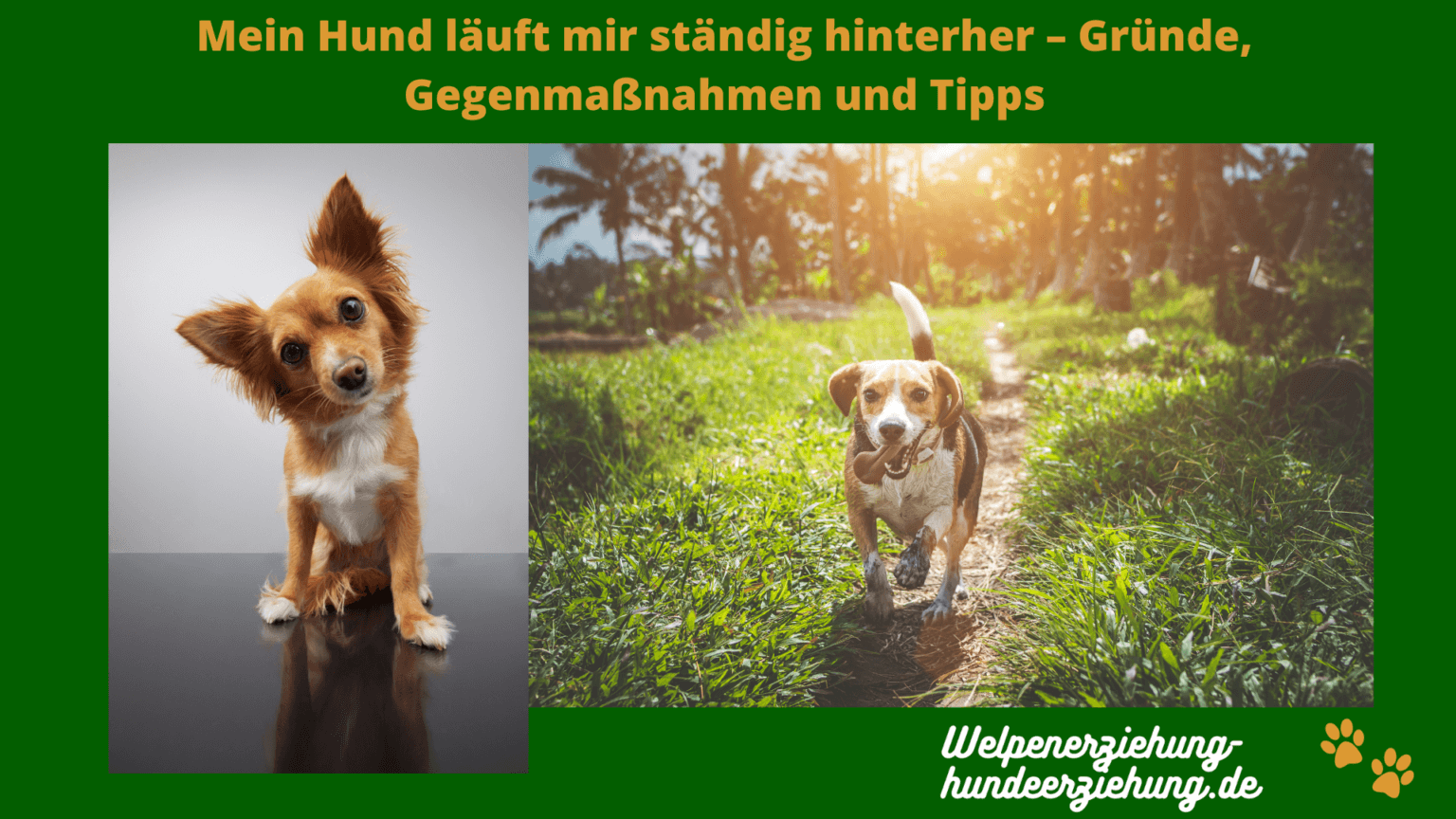 Mein Hund läuft mir ständig hinterher Gründe, Gegenmaßnahmen und Tipps