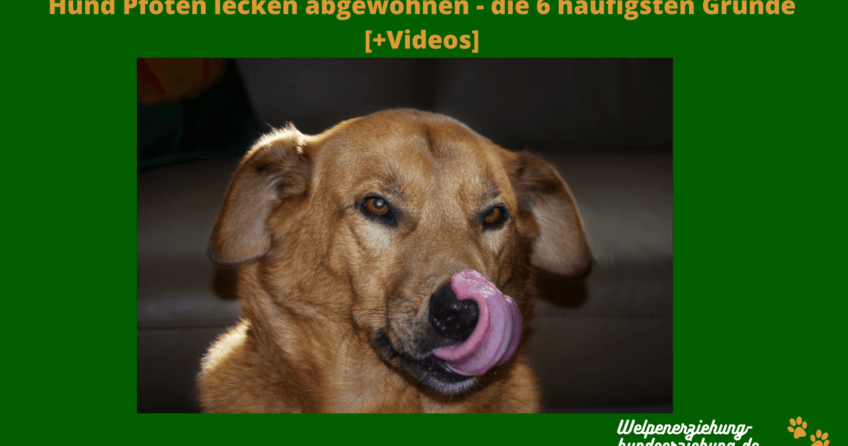 Hunderatgeber » Welpenerziehunghundeerziehung.de