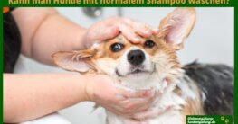 Kann man Hunde mit normalem Shampoo waschen?